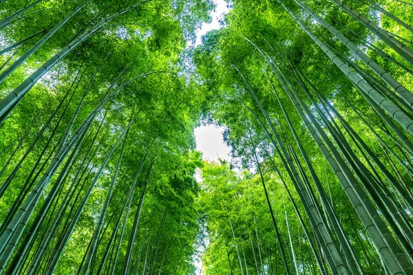 京都の嵐山にある竹林 — ストック写真