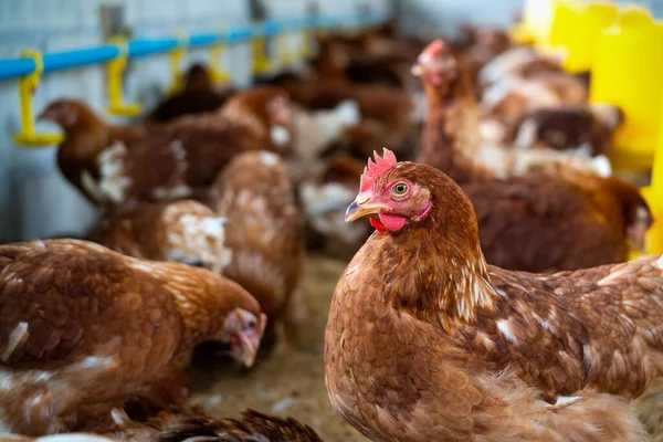 Pollos Marrones Gallinas Granja — Foto de Stock