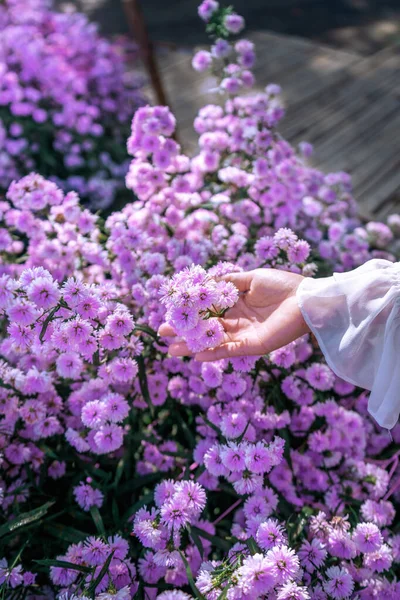 Mâinile Femeilor Ating Flori Violet Câmpuri — Fotografie, imagine de stoc