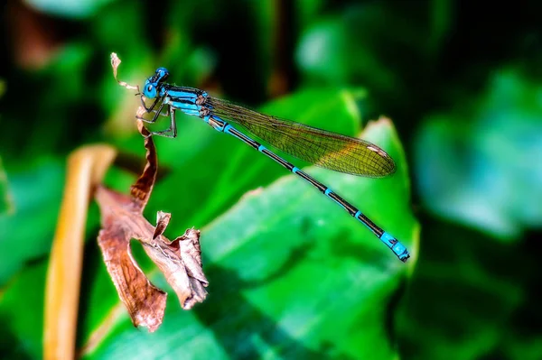 Una Libélula Insecto Perteneciente Orden Odonata Infraorden Anisoptera Del Griego —  Fotos de Stock