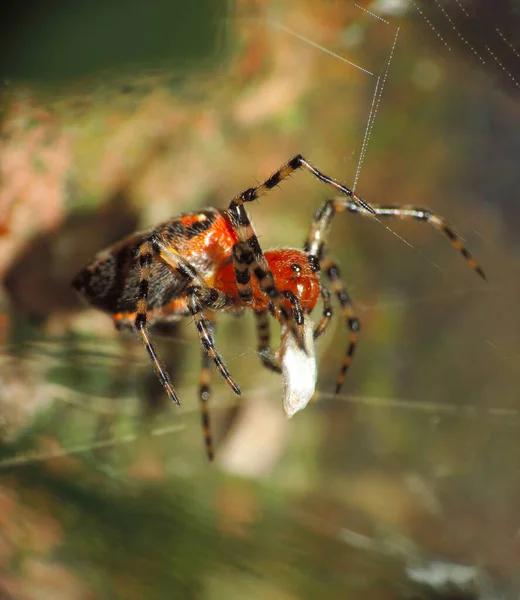 Tissage Araignée Attrapant Une Ses Proies Dans Toile Dans Son — Photo