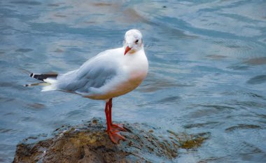 Denizin ortasında bir kayanın üzerinde oturan martı.
