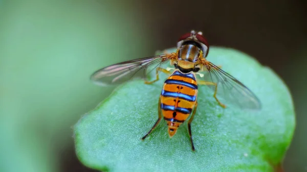 Abeja Chupando Polem Una Flor Sobre Fondo Negro Con Enfoque — Foto de Stock