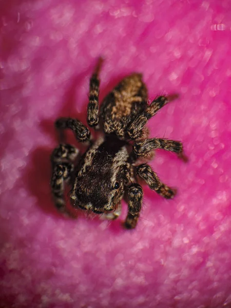 Macro Fotografie Van Een Salticidae Spin Roze Blauwachtige Achtergrond — Stockfoto