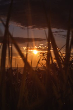 Yazın gün batımı ve bitkiler