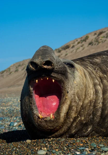 Primeiro Plano Foca Elefante Macho Com Boca Aberta Mostrando Dentes — Fotografia de Stock