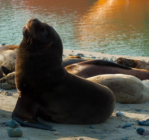 Seawolf Profilo Guardando Sorridente Sabbia Sulla Costa — Foto Stock