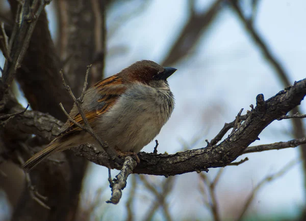 Sonbahar mevsiminde bir ağaç dalına tünemiş yetişkin erkek serçenin portresi.