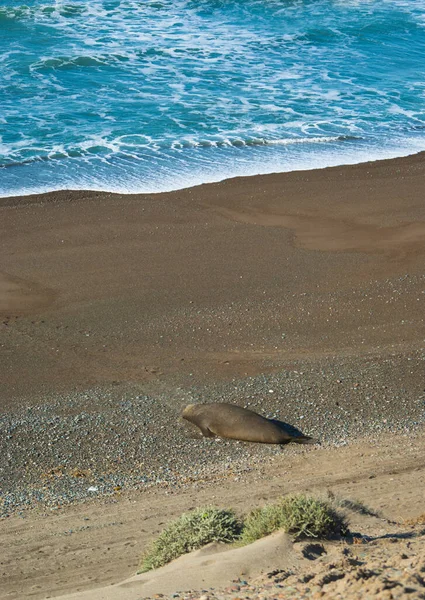 Sloní Tuleň Ležící Písku Pláži Jak Fotím Duny Relaxace Moře — Stock fotografie
