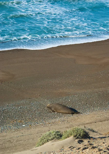 Sigillo Elefante Sdraiato Sulla Sabbia Sulla Spiaggia Scattare Foto Dalla — Foto Stock