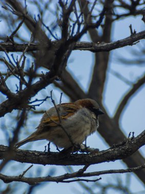 Sonbahar mevsiminde ağaç dalında ev serçesi, yetişkin, erkek portresi.