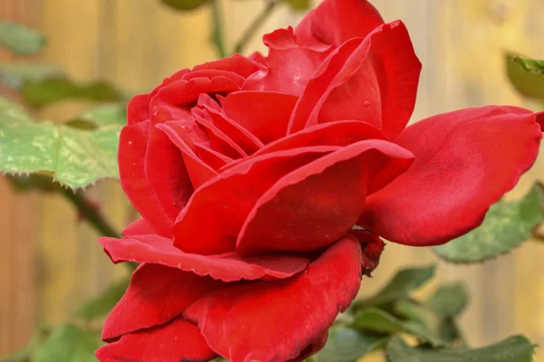 Sarı arka planda yeşil yapraklı kırmızı gül çiçeği.