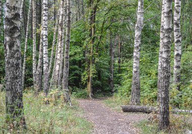 Sonbahar ormanlarında yapraklı toprak patika..
