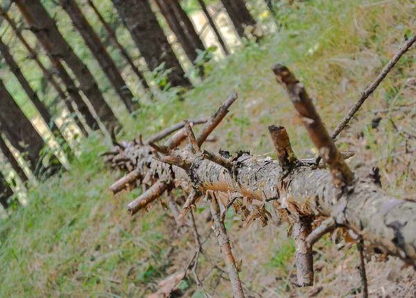 Ormanda kırık bir çam ağacı.