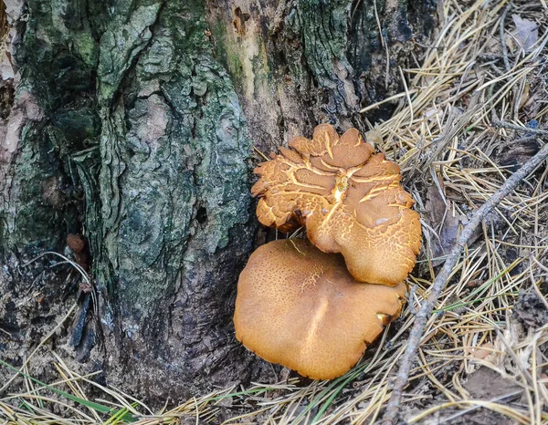 iki kahverengi mantar kozalaklı bir ormanda.