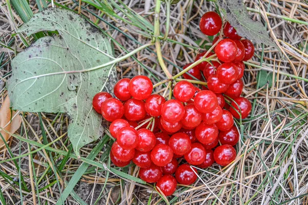 Kozalaklı bir ormanda böğürtlen, kırmızı viburnum.