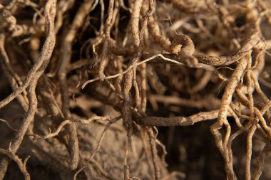 Bahçedeki sebze ekinlerinin kökünü kazıdım..