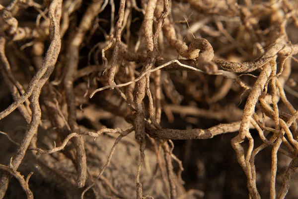 Bahçedeki sebze ekinlerinin kökünü kazıdım..