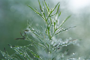 Sabah çiğ taneleri ile yeşil dereotu filizi.