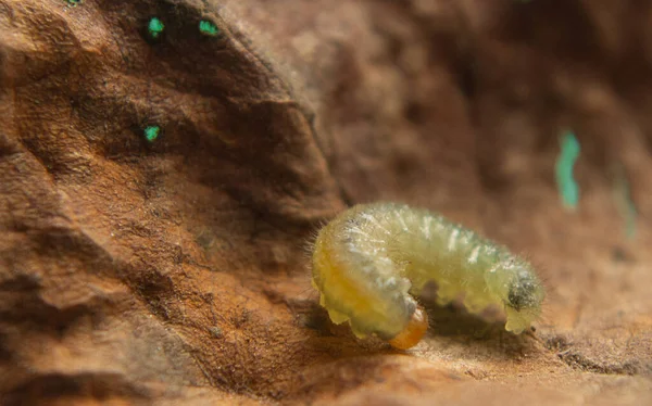 Una Pequeña Oruga Amarilla Sobre Una Hoja Marrón Seca — Foto de Stock