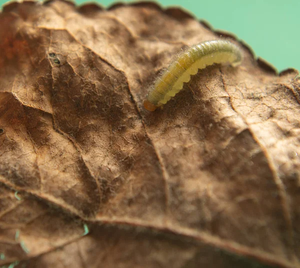Kuru kahverengi yaprağın üzerinde küçük sarı bir tırtıl..