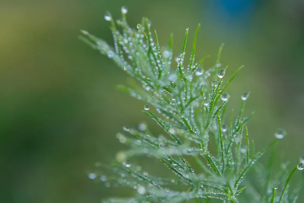 Sabah çiğ taneleri ile yeşil dereotu filizi.