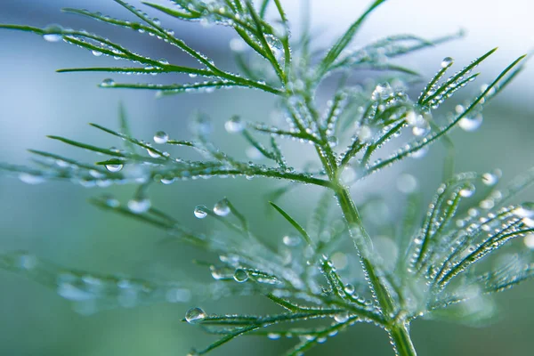 Sabah çiğ taneleri ile yeşil dereotu filizi.