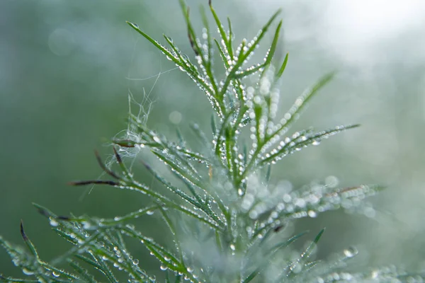 Sabah çiğ taneleri ile yeşil dereotu filizi.