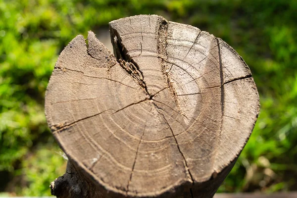 Yıllık halkaları ve çatlakları olan yaşlı bir ağacın bir bölümü..