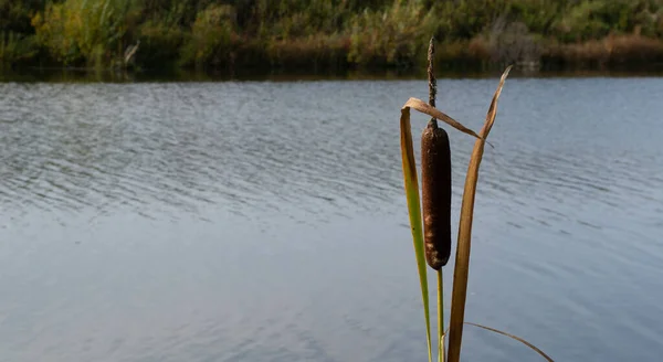 Yalnız, yaşlı kamışları sonbahar gölünde..
