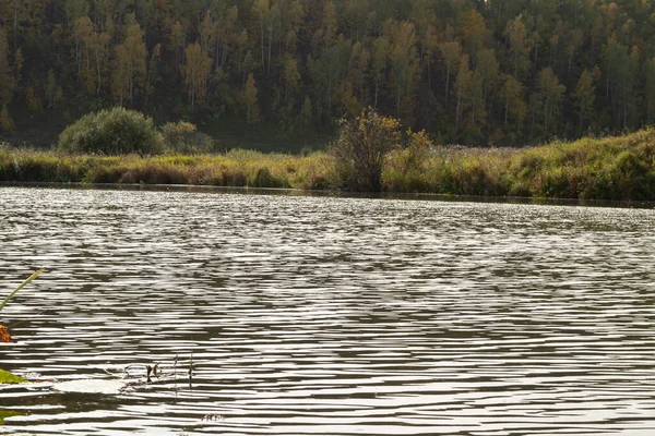 Jezioro Roślinnością Przybrzeżną Małymi Falami Wodzie — Zdjęcie stockowe