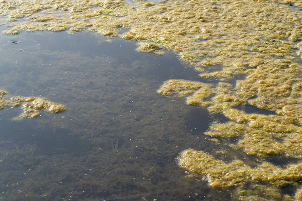 Sudaki bitki örtüsü, ölmüş, sonbaharda gölde..