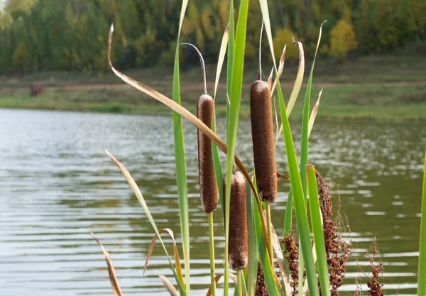 Yalnız, yaşlı kamışları sonbahar gölünde..