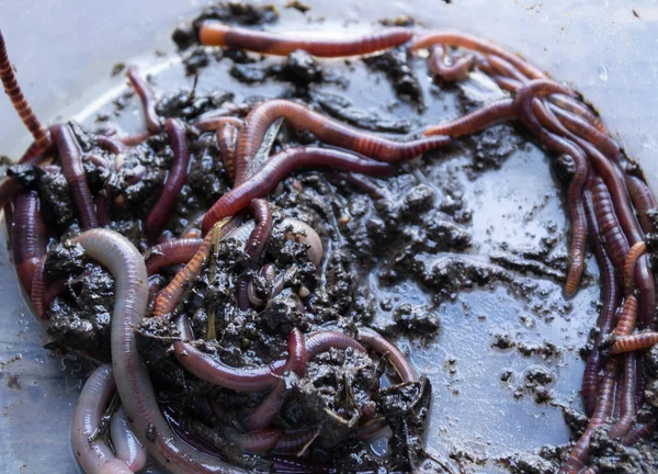 Balık tutmak için solucanlar, bir sürü kırmızı..