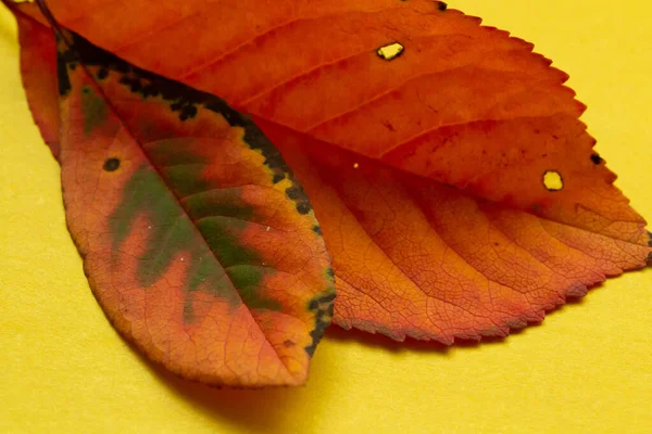 Sarı arka planda sarı sonbahar yaprakları.