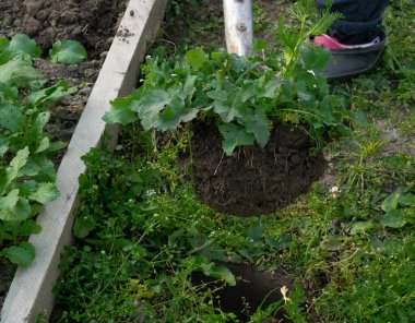 Sonbaharda bahçede kürekle bitki nakli..