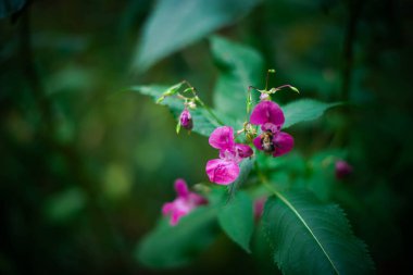 Güzel yeşil doğa ve sonbaharda çiçekler