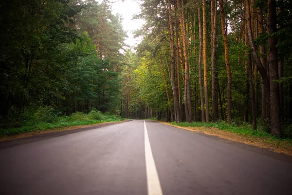 Route Travers Forêt Automne — Photo