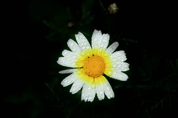 Çiçek Açmış Papatya Çiçeğinin Makro Görünümü Koyu Arkaplan — Stok fotoğraf