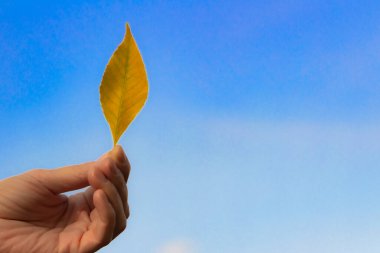 Mavi gökyüzüne karşı sarı bir sonbahar yaprağı tutan kadın eli. Kopyalama alanı.