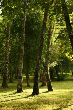 Güneşli bir günde güzel bir yaz parkı