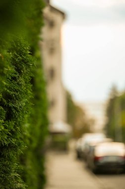 Bulanık arkaplan, yeşil yapraklar ve bokeh.