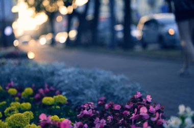 Güzel çiçeklerin bulanık arkaplanı.