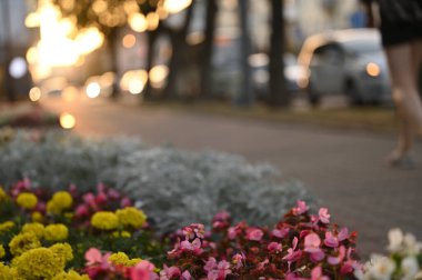 Bahçedeki güzel çiçekler
