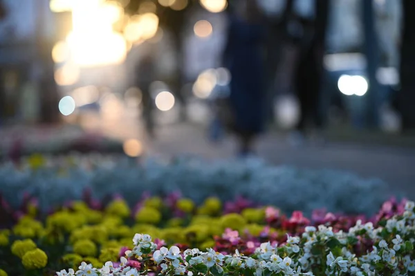 Bahçedeki güzel çiçekler
