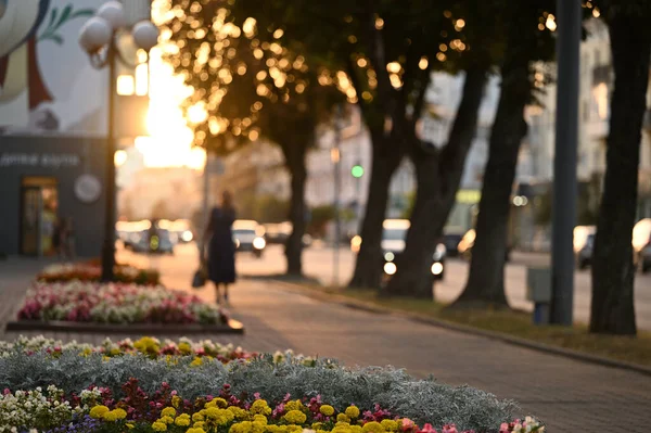 Bahçedeki güzel çiçekler