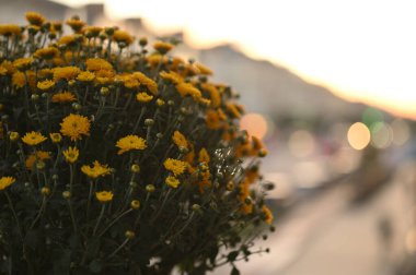 Bahçedeki güzel çiçekler