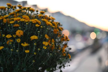 Bahçedeki güzel çiçekler