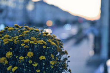 Bahçedeki güzel çiçekler