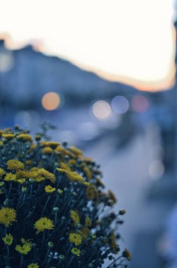 Bahçedeki güzel çiçekler